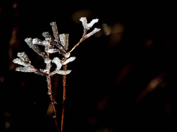 Plante Congelée Par Une Journée Enneigée — Photo