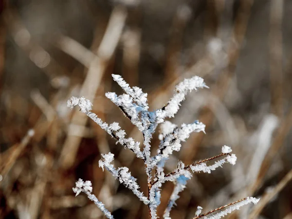 Plante Congelée Par Une Journée Enneigée — Photo