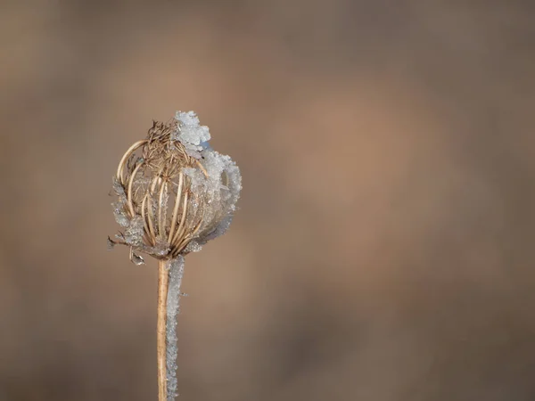 Plante Congelée Par Une Journée Enneigée — Photo