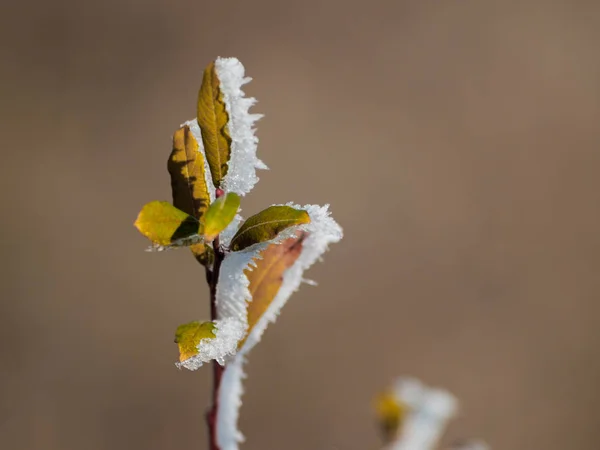 Plante Congelée Par Une Journée Enneigée — Photo