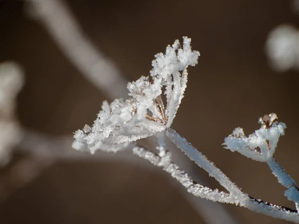 下雪天的冷冻植物 — 图库照片
