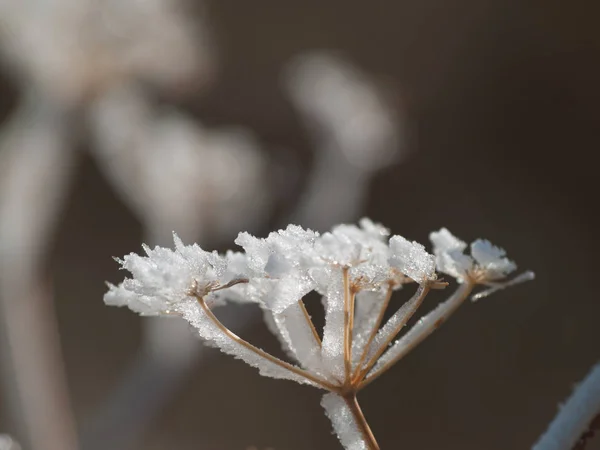 Plante Congelée Par Une Journée Enneigée — Photo