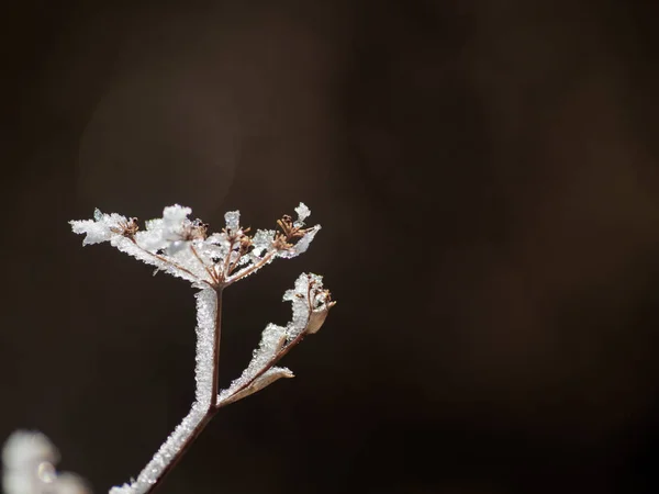 下雪天的冷冻植物 — 图库照片