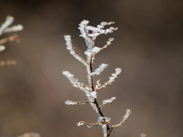 Plante Congelée Par Une Journée Enneigée — Photo