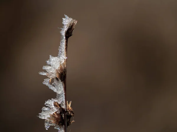 Gefrorene Pflanze Einem Verschneiten Tag — Stockfoto