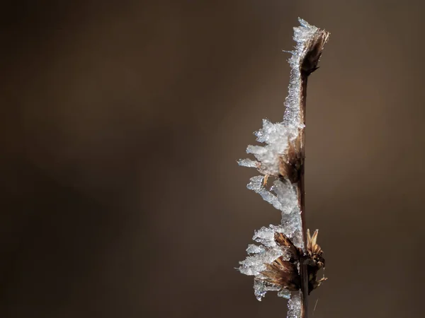 Plante Congelée Par Une Journée Enneigée — Photo