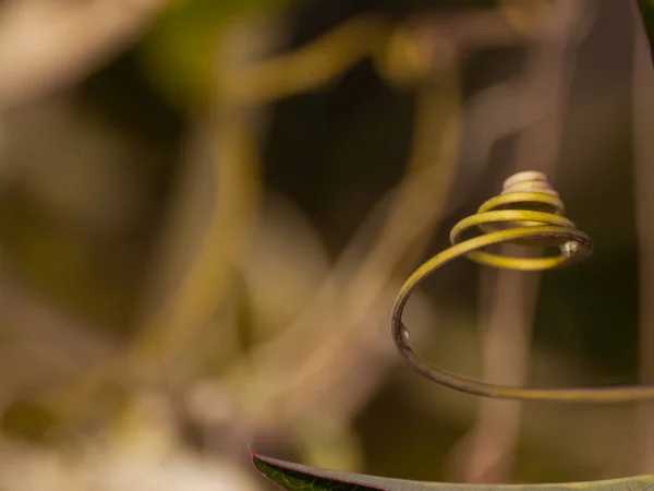 Kıvırcık Küçük Dal Ağacın — Stok fotoğraf