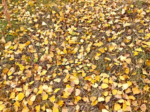 Trockene Herbstblätter Auf Gras — Stockfoto