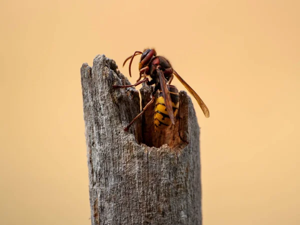 Apis mellifera - arı bir kök üzerinde
