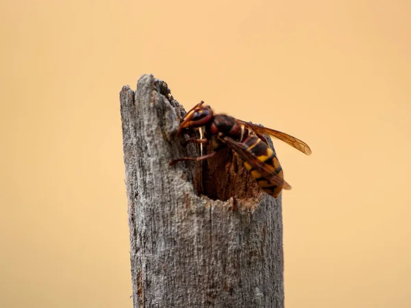 Apis Mellifera Bee Stem — Stock Photo, Image