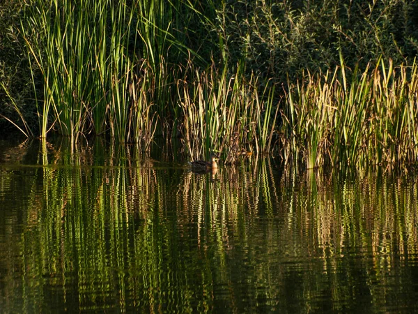 Belo Lago Espanha Natureza Viagem — Fotografia de Stock