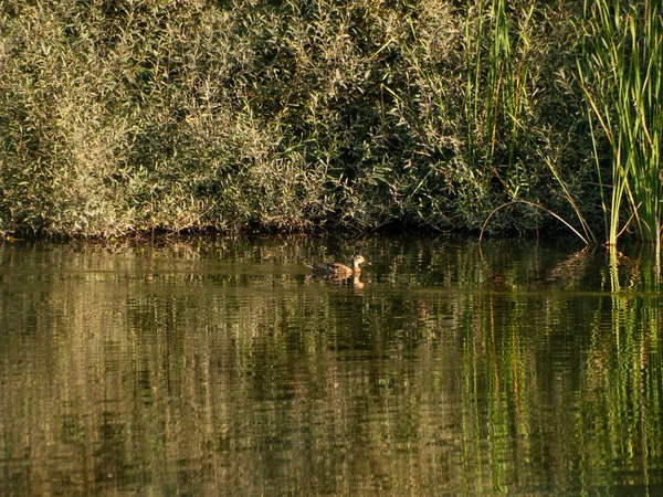 Nádherné Jezero Španělsku Příroda Cestování — Stock fotografie