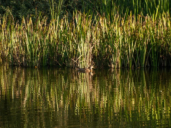 Schöner See Spanien Natur Reisen — Stockfoto