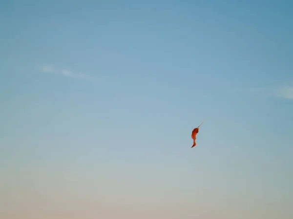 Autunno Foglia Sfondo Cielo Blu — Foto Stock