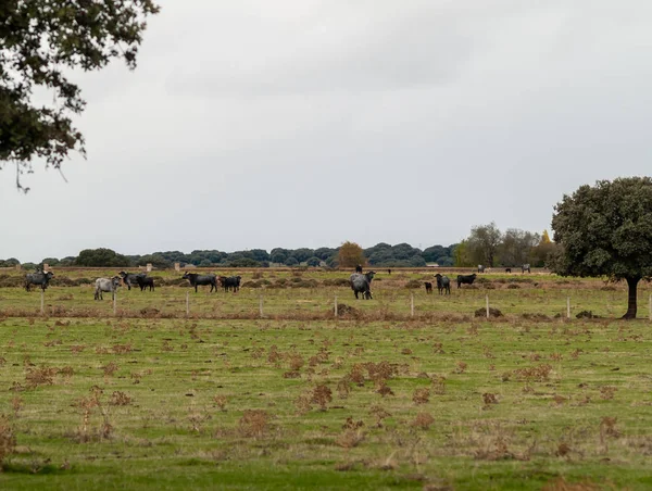 Una Manada Vacas Pastando Una Granja España Agricultura — Foto de Stock