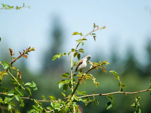 Птица Сидящая Зеленом Кусте Лицензионные Стоковые Изображения