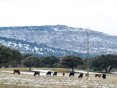 İnek kırsal üzerinde ilkbaharda otlatma