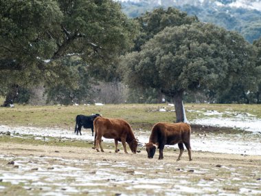 İnek kırsal üzerinde ilkbaharda otlatma