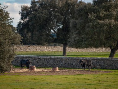 İnek kırsal üzerinde ilkbaharda otlatma