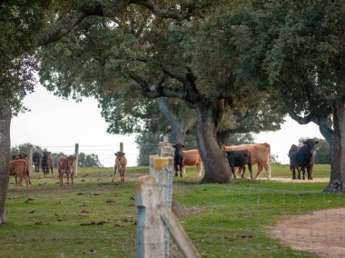 İspanya'da otlayan bir sürüsi. Tarım