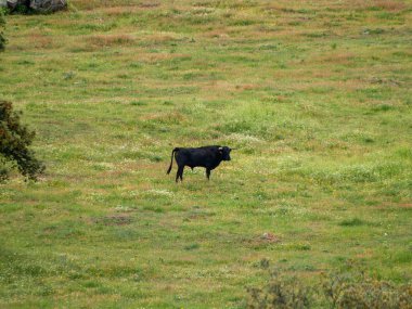 Yaz aylarında, İspanya mera üzerinde cesur boğa