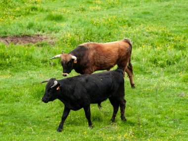 İnek kırsal üzerinde ilkbaharda otlatma