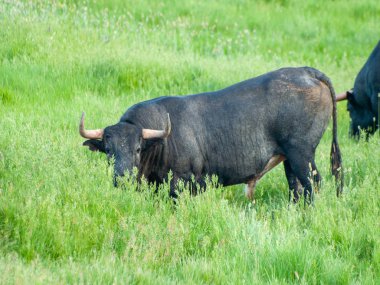 İnek kırsal üzerinde ilkbaharda otlatma