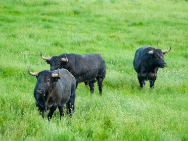 İnek kırsal üzerinde ilkbaharda otlatma