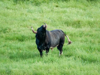 Yaz aylarında, İspanya mera üzerinde cesur boğa