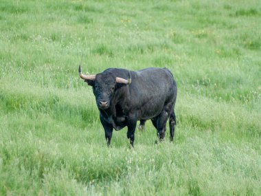 Yaz aylarında, İspanya mera üzerinde cesur boğa