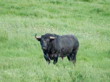 Yaz aylarında, İspanya mera üzerinde cesur boğa