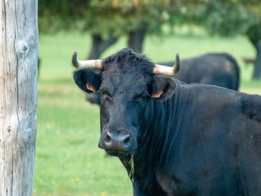 Yaz aylarında, İspanya mera üzerinde cesur boğa