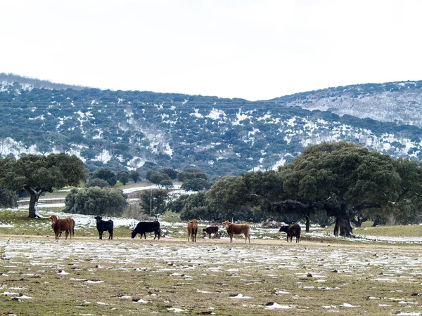 Cows Grazing Countryside Springtime — Stock Photo, Image