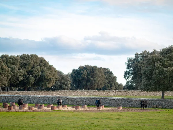 Vacas Que Pastam Campo Primavera — Fotografia de Stock