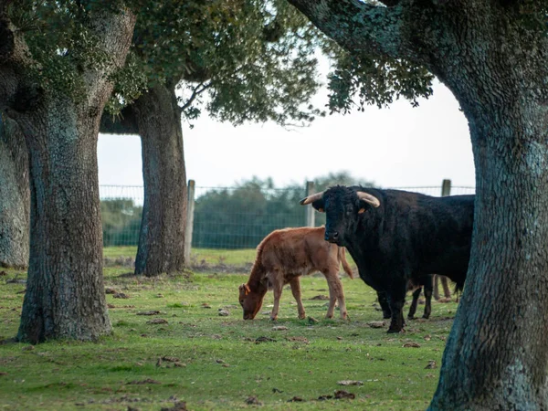 一群在西班牙放牧的奶牛 — 图库照片