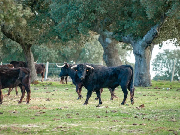 Vaches Pâturant Campagne Printemps — Photo