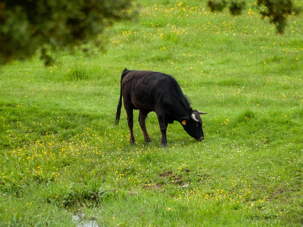 Touro Corajoso Pasto Espanha Verão — Fotografia de Stock