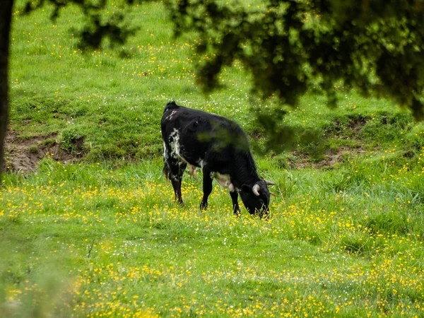 Spanyolországban Nyári Legelőn Bátor Bika — Stock Fotó