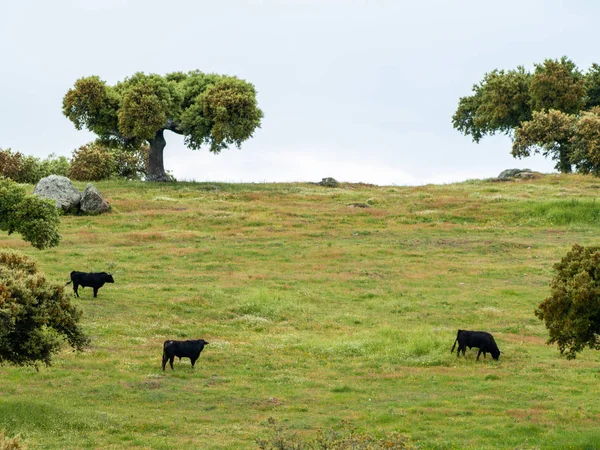 Cows Grazing Countryside Springtime — Stock Photo, Image