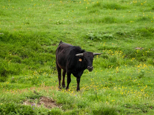 Touro Corajoso Pasto Espanha Verão — Fotografia de Stock