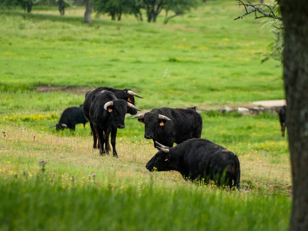 Kühe Grasen Frühling Auf Dem Land — Stockfoto