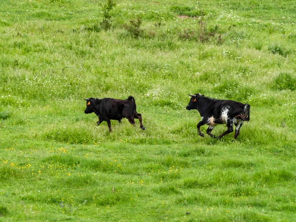 Kühe Grasen Frühling Auf Dem Land — Stockfoto