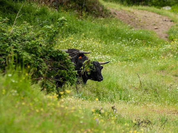 Vacas Que Pastam Campo Primavera — Fotografia de Stock