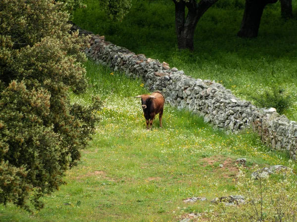 Touro Corajoso Pasto Espanha Verão — Fotografia de Stock