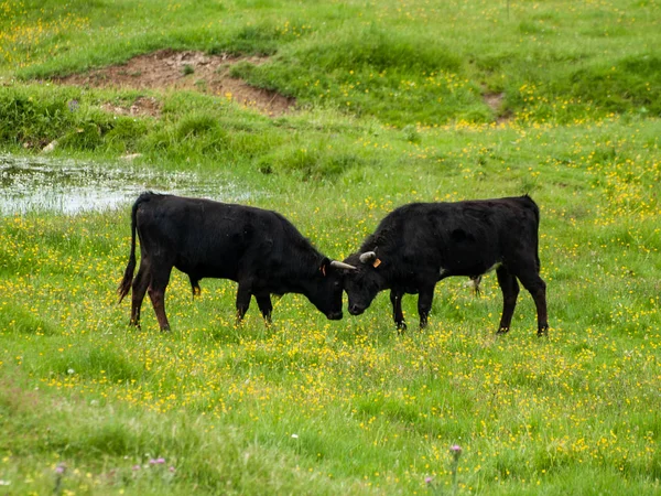 Vacas Que Pastam Campo Primavera — Fotografia de Stock