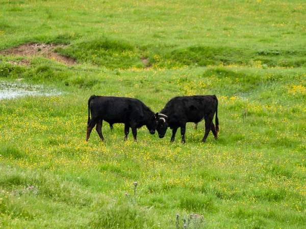 Vacas Que Pastam Campo Primavera — Fotografia de Stock