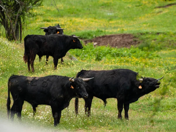 Vacas Que Pastam Campo Primavera — Fotografia de Stock