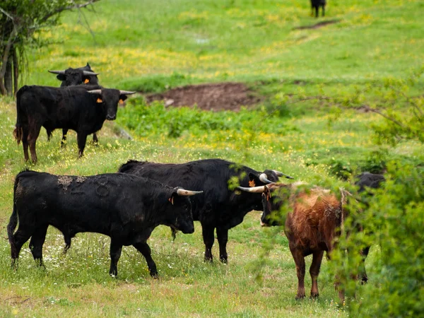 Vacas Que Pastam Campo Primavera — Fotografia de Stock