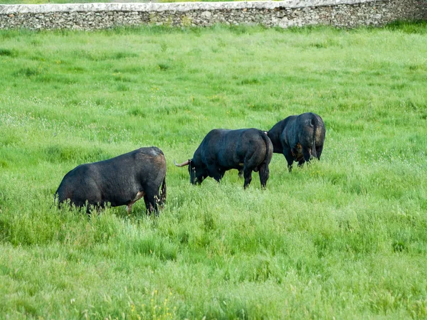 Vacas Que Pastam Campo Primavera — Fotografia de Stock