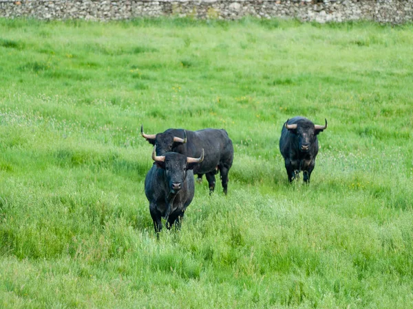 Vacas Que Pastam Campo Primavera — Fotografia de Stock